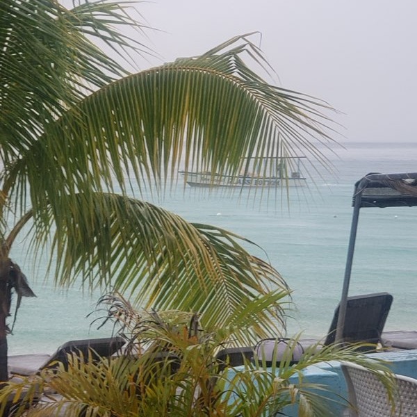 Palm trees over the Caribbean Sea